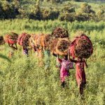 เกษตรกรในอินเดียลดการปล่อยก๊าซคาร์บอนไดออกไซด์